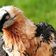 Image for article titled Bearded Vultures Are The Most Punk Rock Animals In The World
